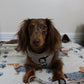 Dachshund Adjustable Harness - WHIMSICAL WEENS