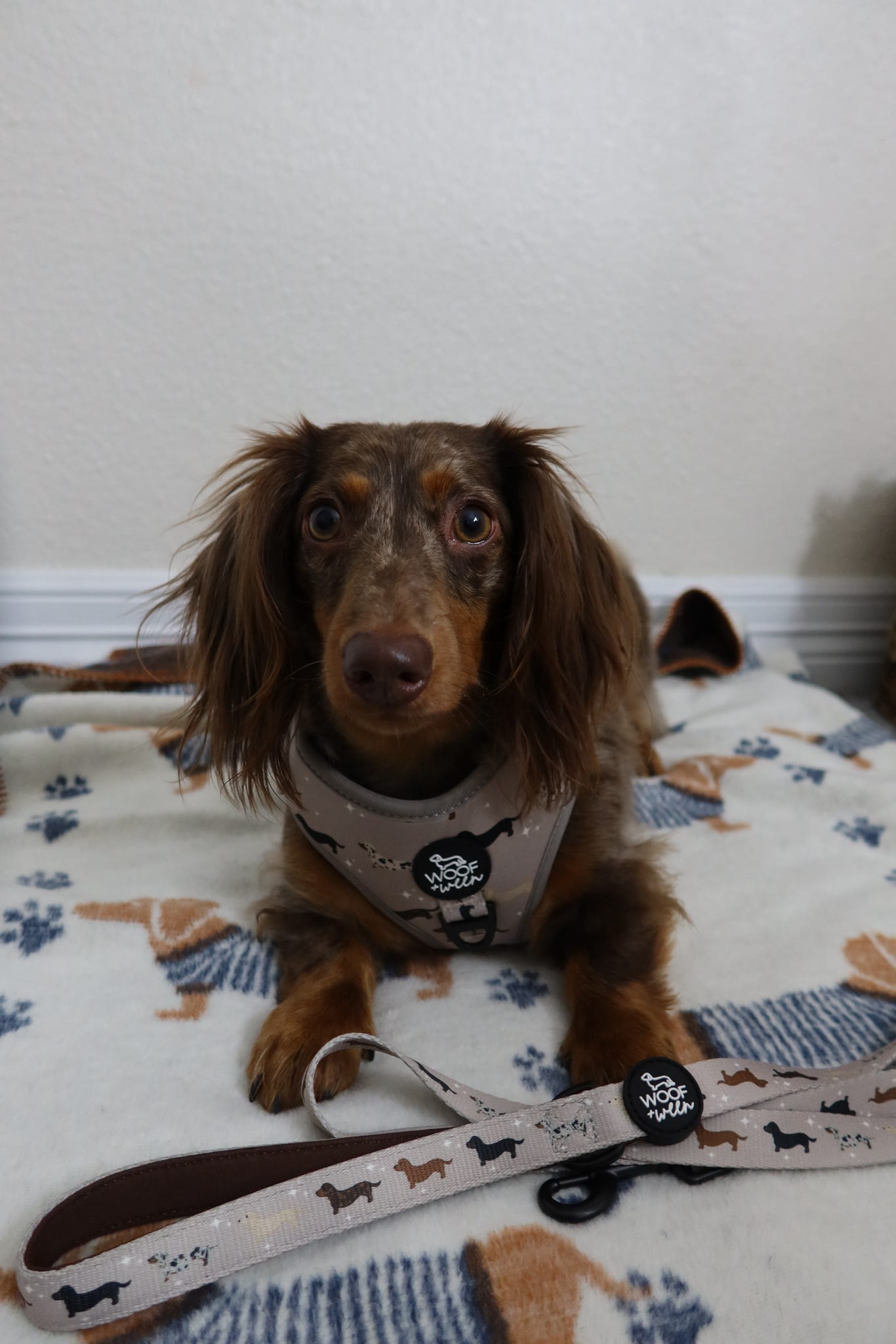Dachshund Adjustable Harness - WHIMSICAL WEENS