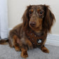 5-piece-bundle - DUCK HUNTING DOG