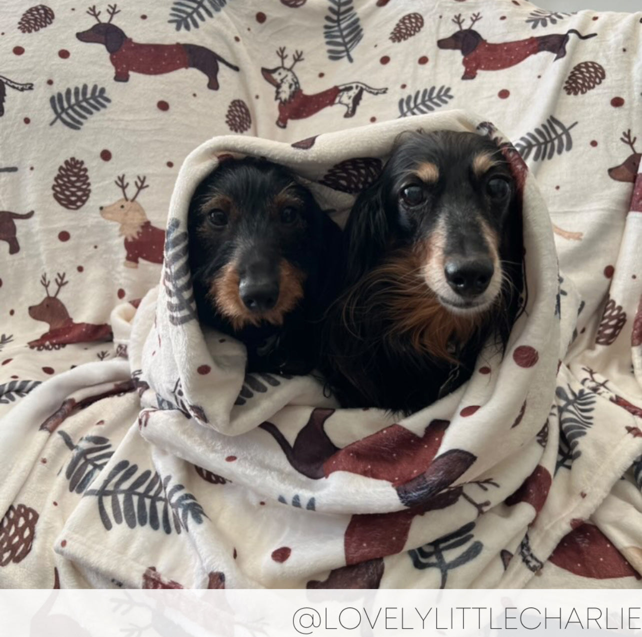 Blanket - DOXIE CHRISTMAS