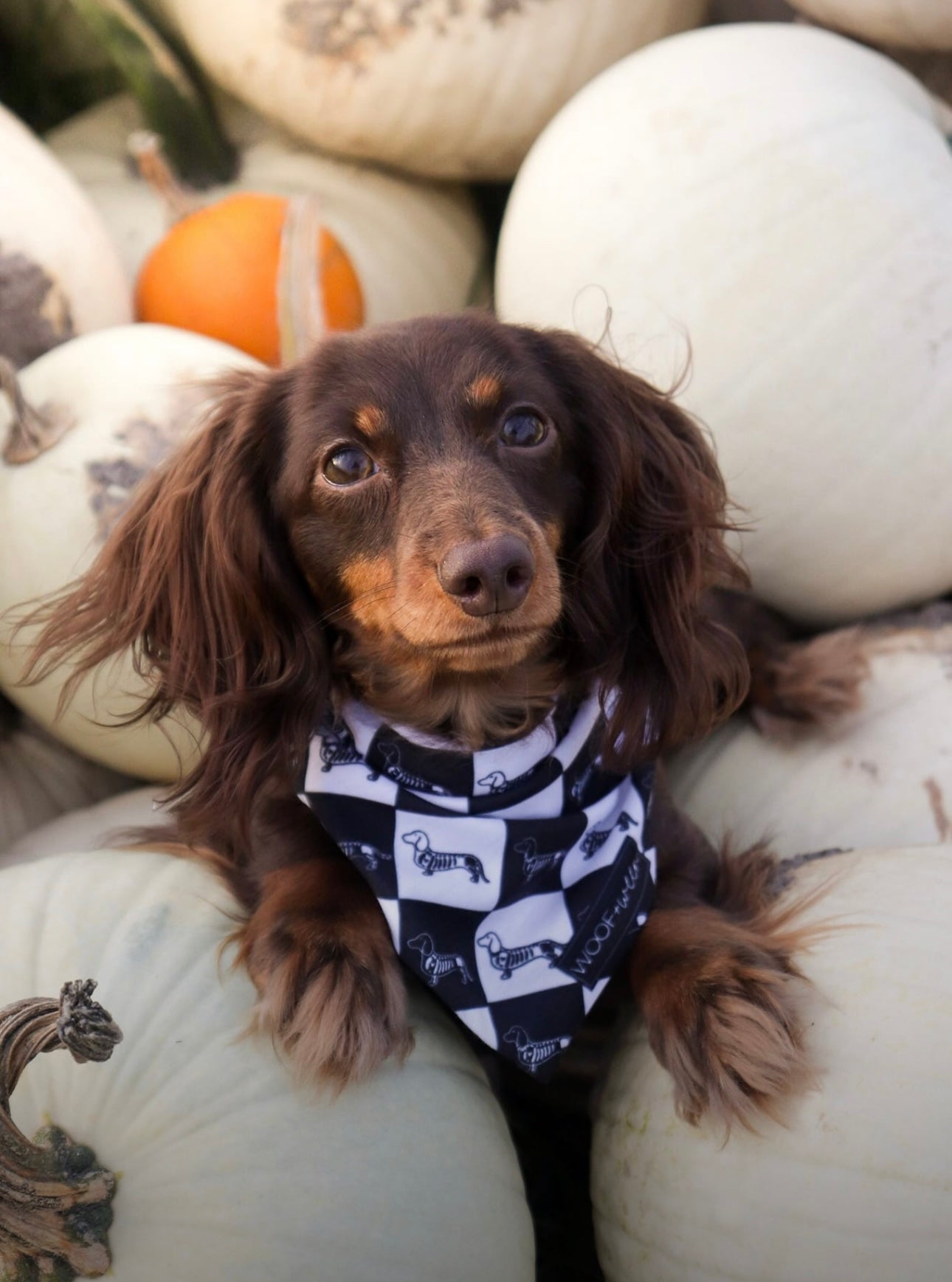 Pet Bandana - HALLOWEENIE