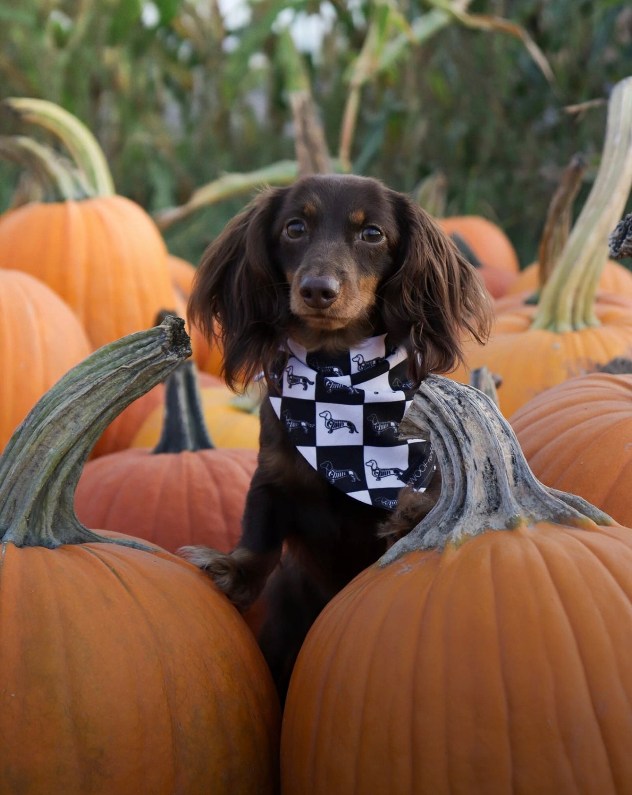 Pet Bandana - HALLOWEENIE