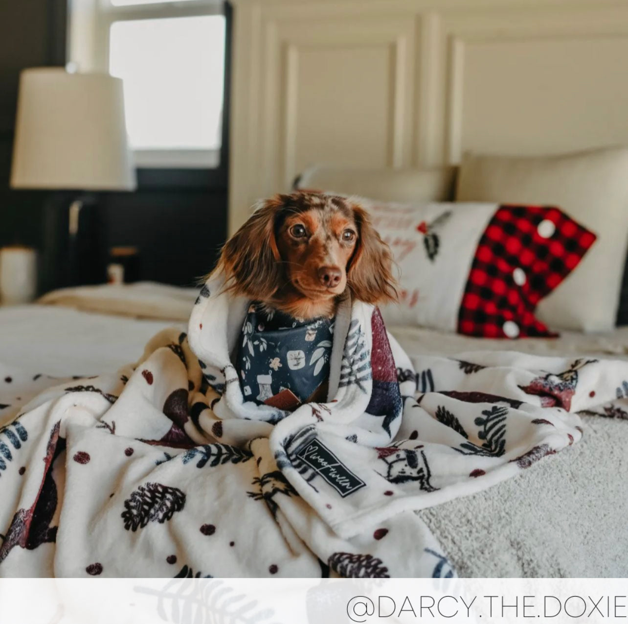 Hot Dachshund blanket