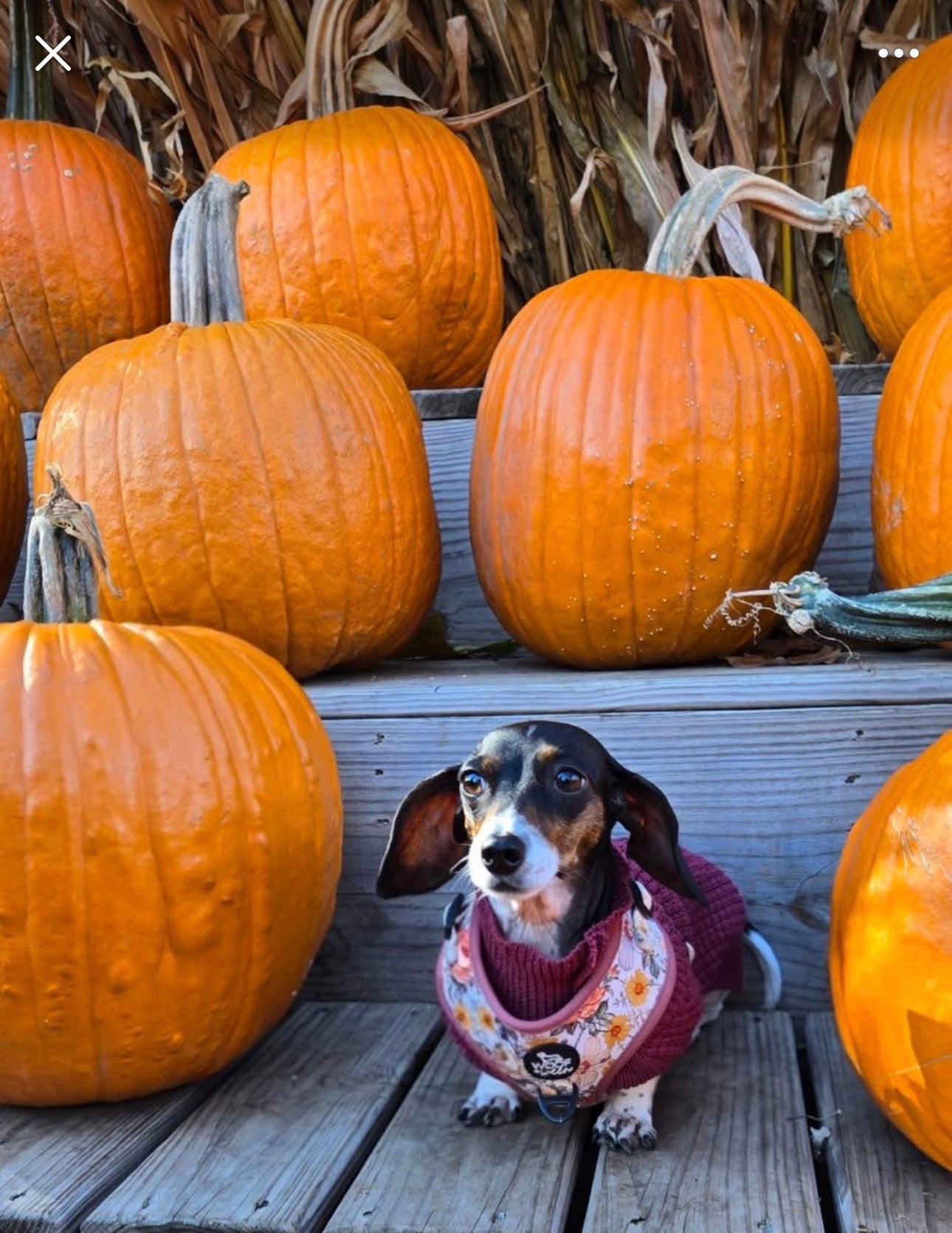 Adjustable Dog Harness - FLOWER FIELDS