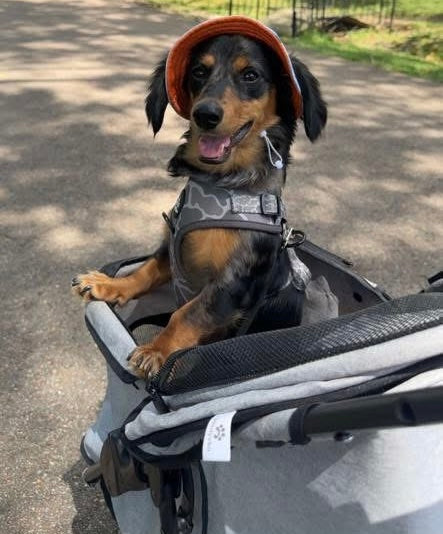 Adjustable Dog Harness - DUCK CAMO