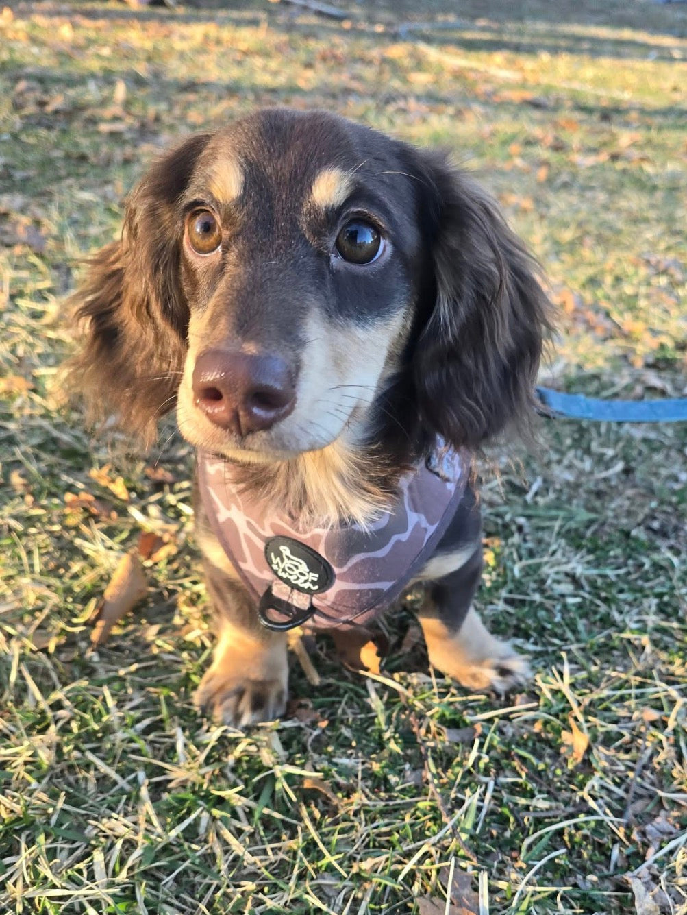Adjustable Dog Harness - DUCK CAMO