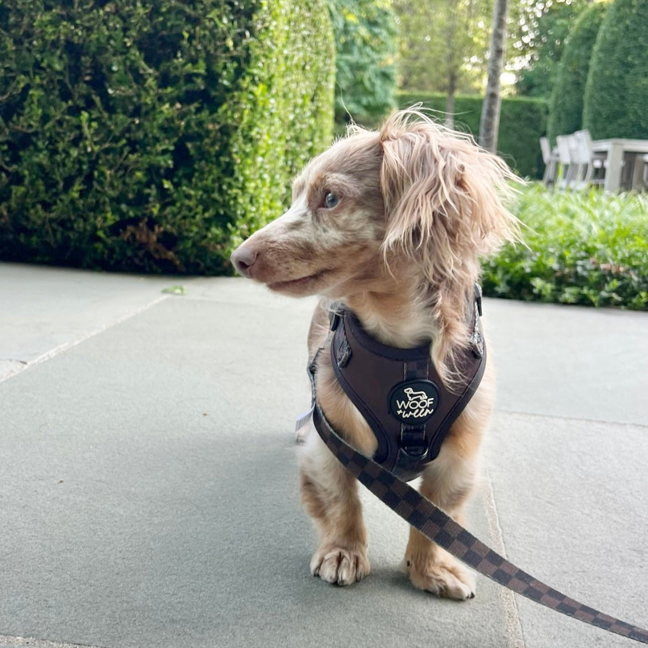 Adjustable Dog Harness - ESPRESSO