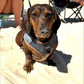 Adjustable Dog Harness - MAMAS BOY