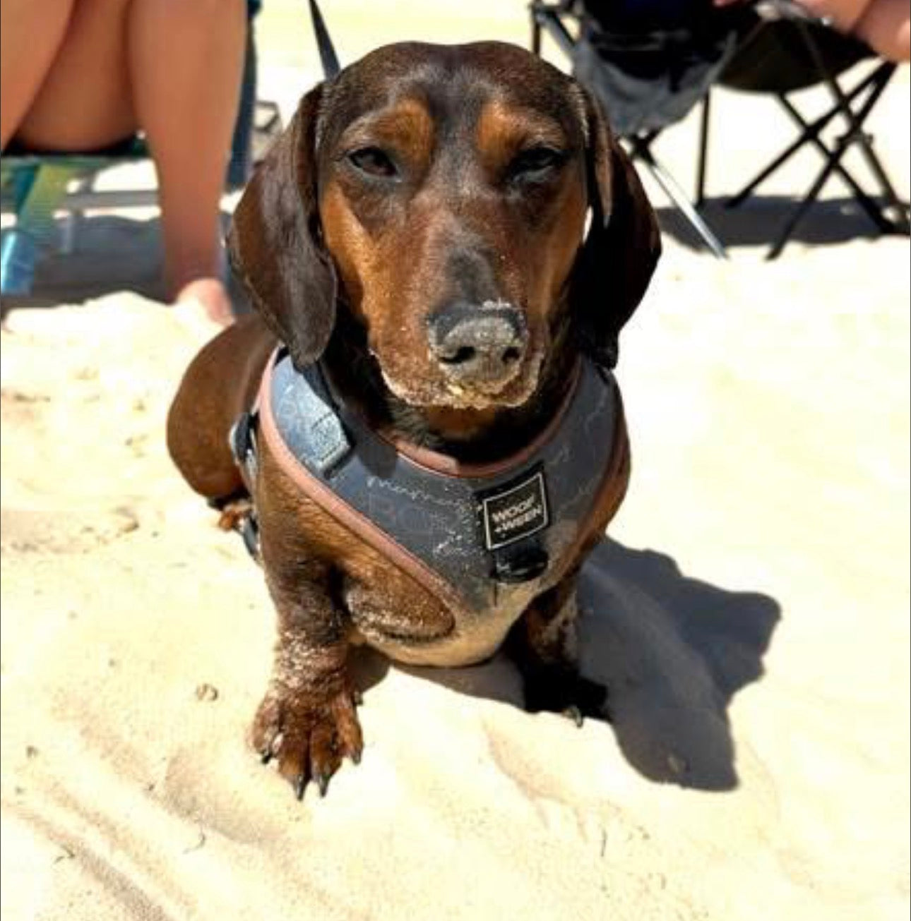 Adjustable Dog Harness - MAMAS BOY