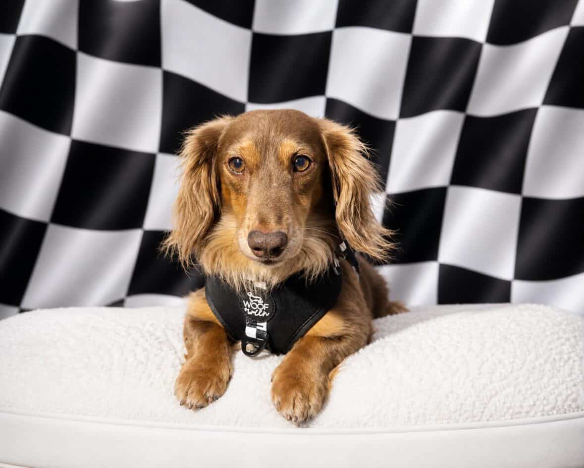 Adjustable Dog Harness - BLACK CHECKERED
