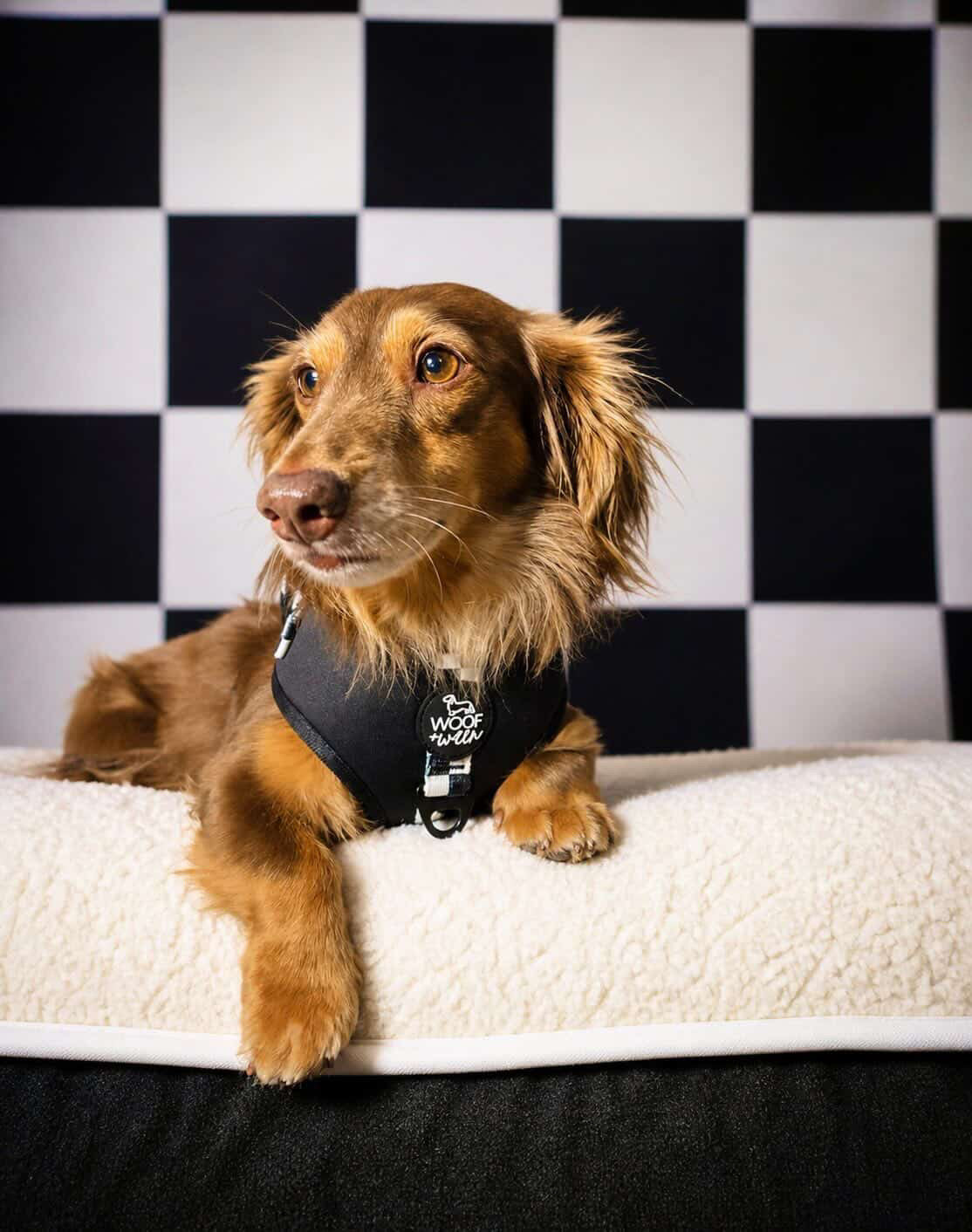 Adjustable Dog Harness - BLACK CHECKERED