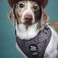 Adjustable Dog Harness - WESTERN