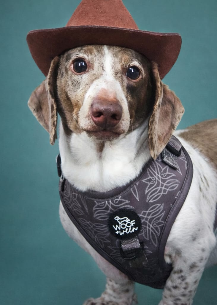 Adjustable Dog Harness - WESTERN