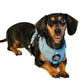 5-piece Bundle - TEAL DOXIES