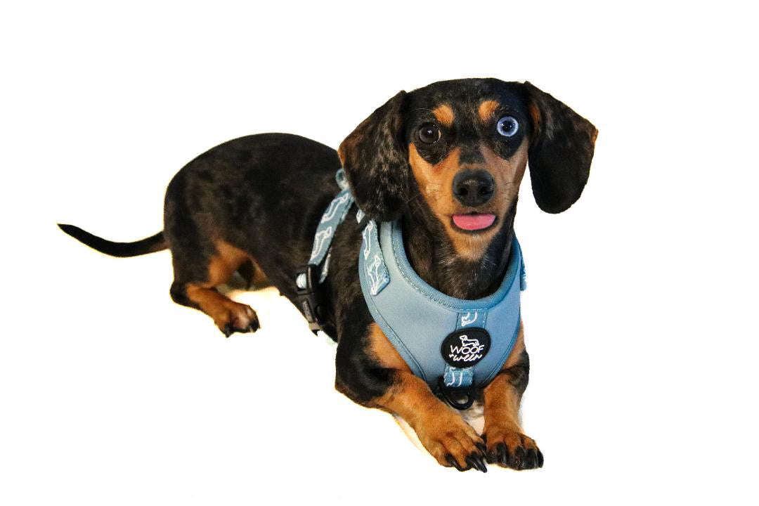 5-piece Bundle - TEAL DOXIES