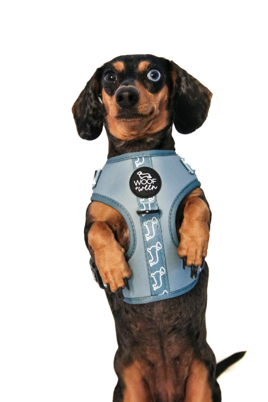 5-piece Bundle - TEAL DOXIES