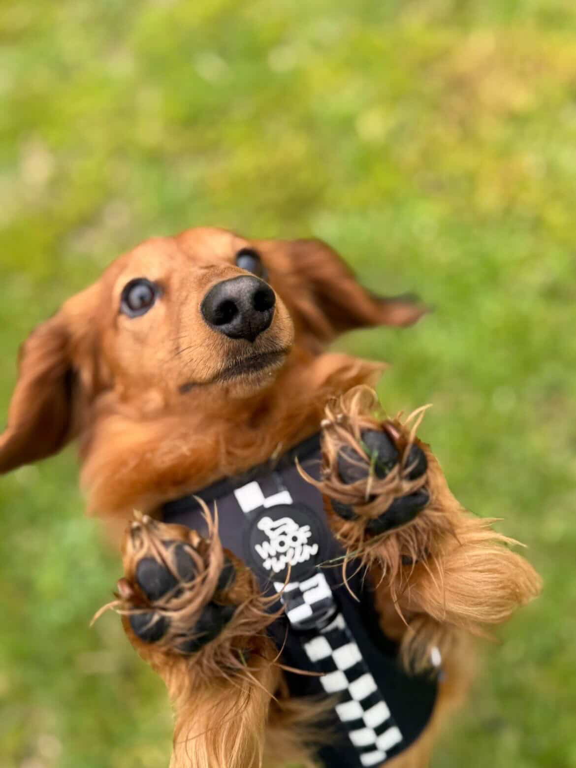 Adjustable Dog Harness - BLACK CHECKERED