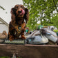 5-piece-bundle - DUCK HUNTING DOG