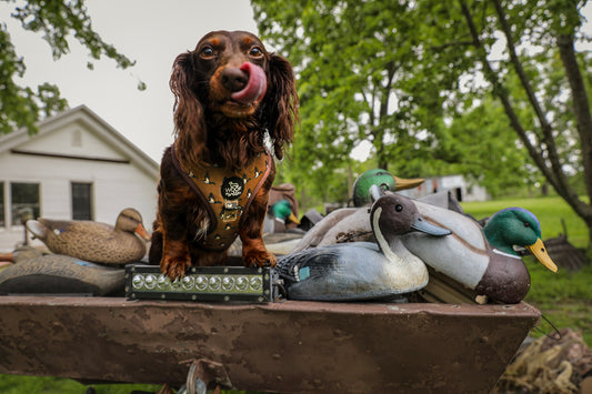 3-piece Walk Bundle - DUCK HUNTING DOG
