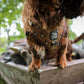 5-piece-bundle - DUCK HUNTING DOG