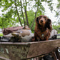 5-piece-bundle - DUCK HUNTING DOG