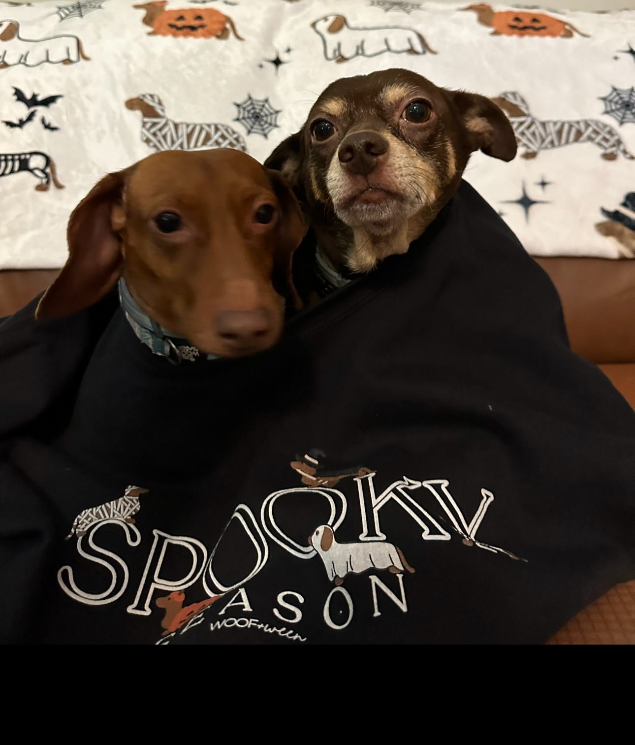 Sweatshirt - DACHSHUND HALLOWEEN SPOOKY SEASON DOXIE SKELETON COSTUMES