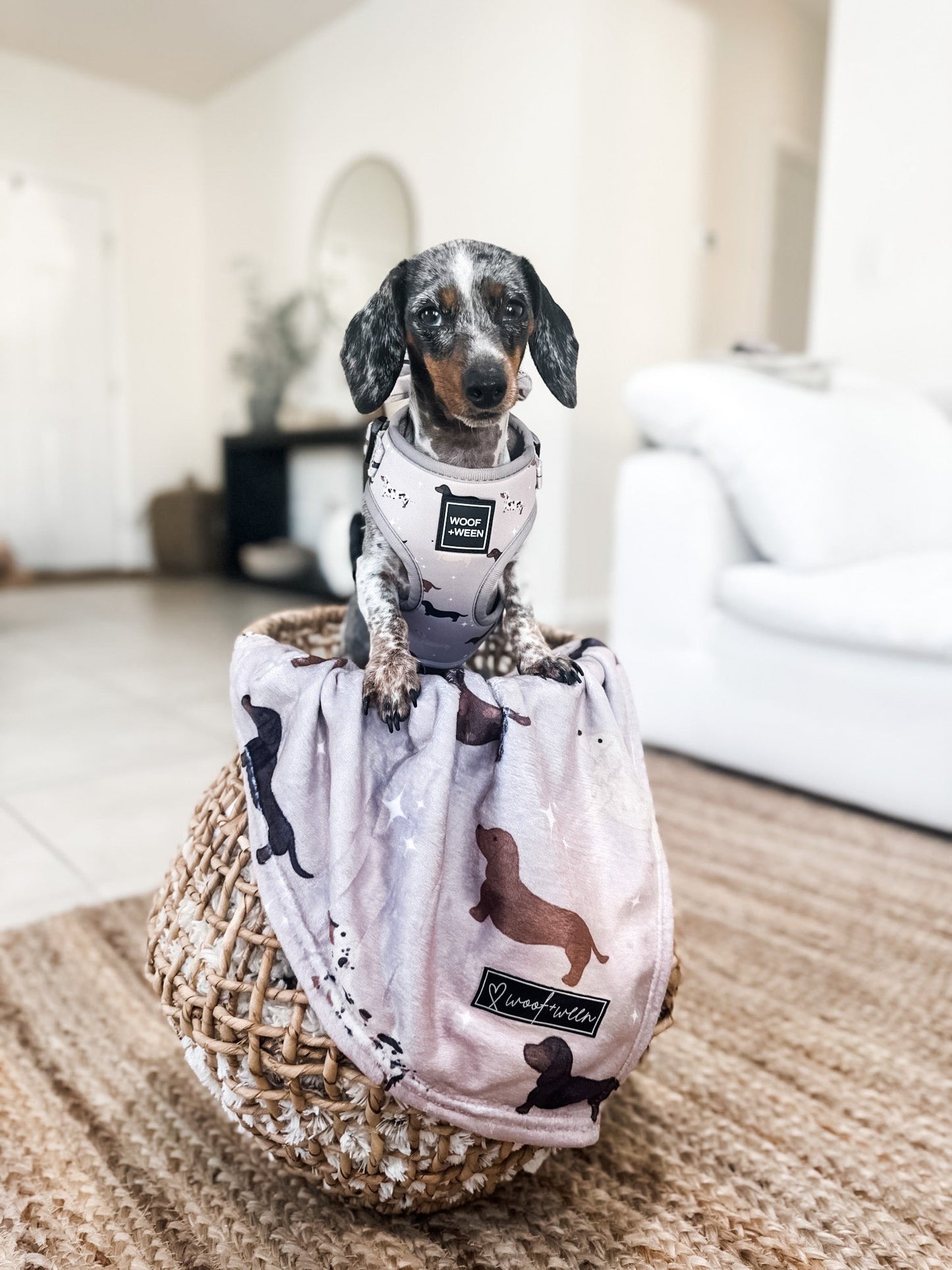 Dachshund Blanket - WHIMSICAL WEENS