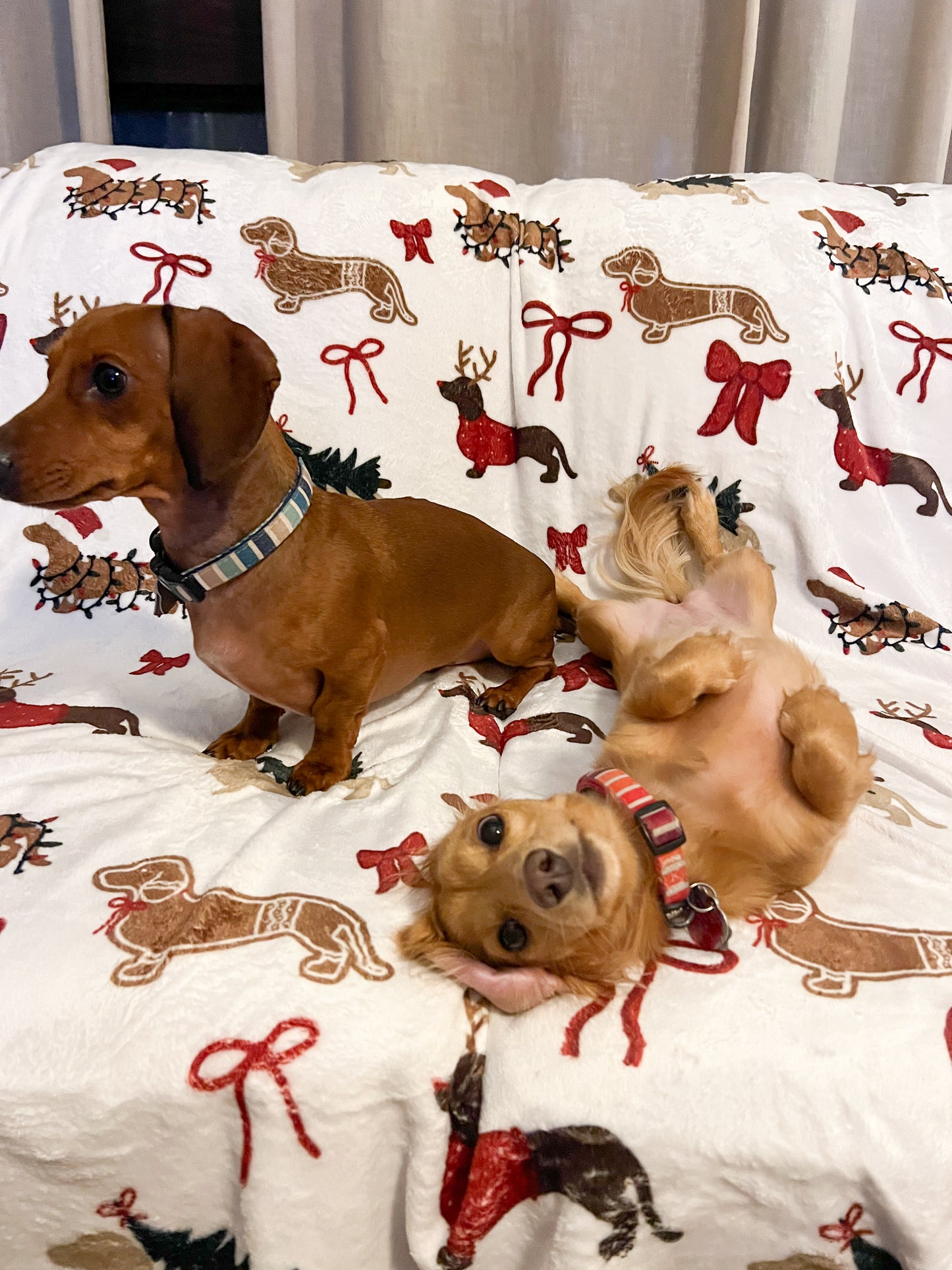 Dachshund Blanket - DOXIE CHRISTMAS COQUETTE