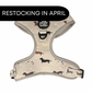 Dachshund Adjustable Harness - WHIMSICAL WEENS