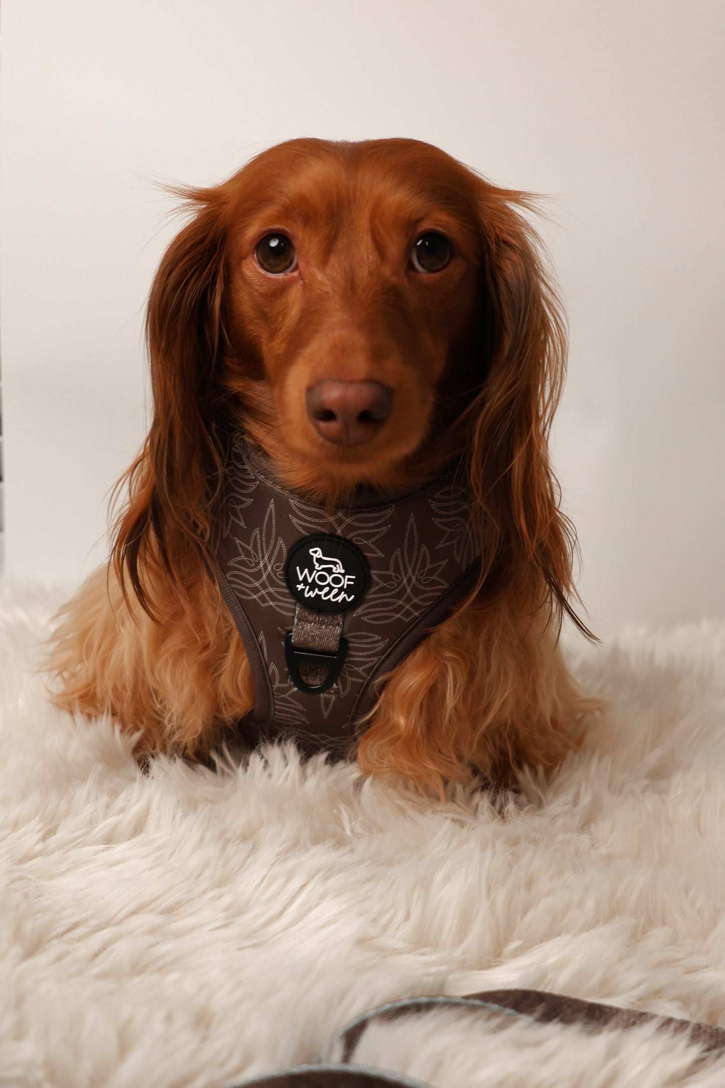 Adjustable Dog Harness - WESTERN