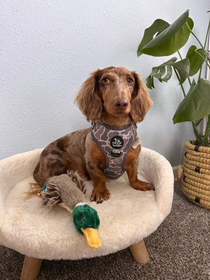 Adjustable Dog Harness - DUCK CAMO