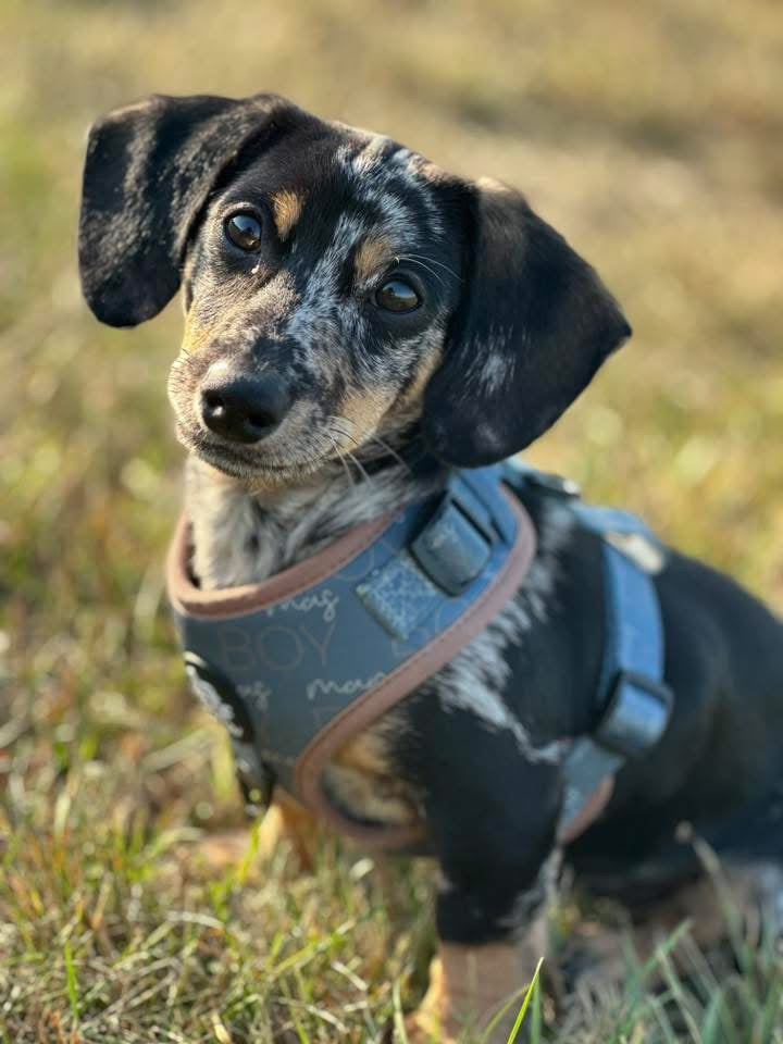 Adjustable Dog Harness - MAMAS BOY