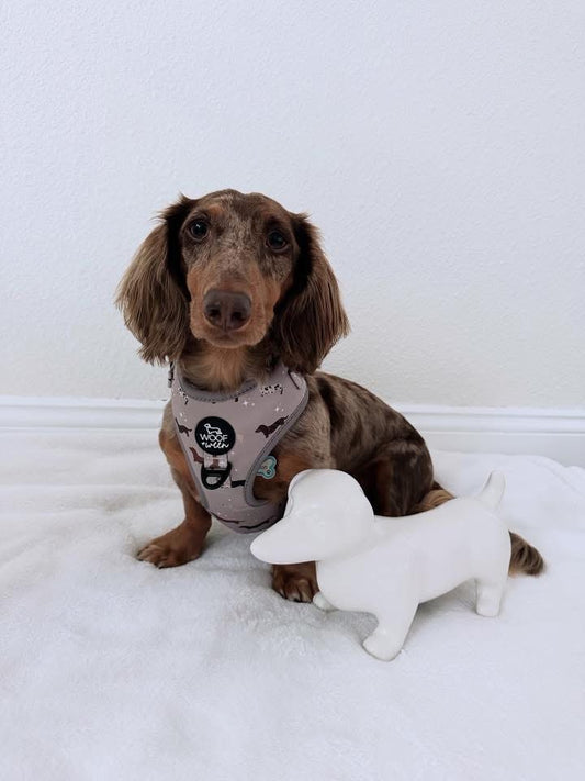 chocolate dapple dachshund wearing a tan dachshund pattern woof+ween harness