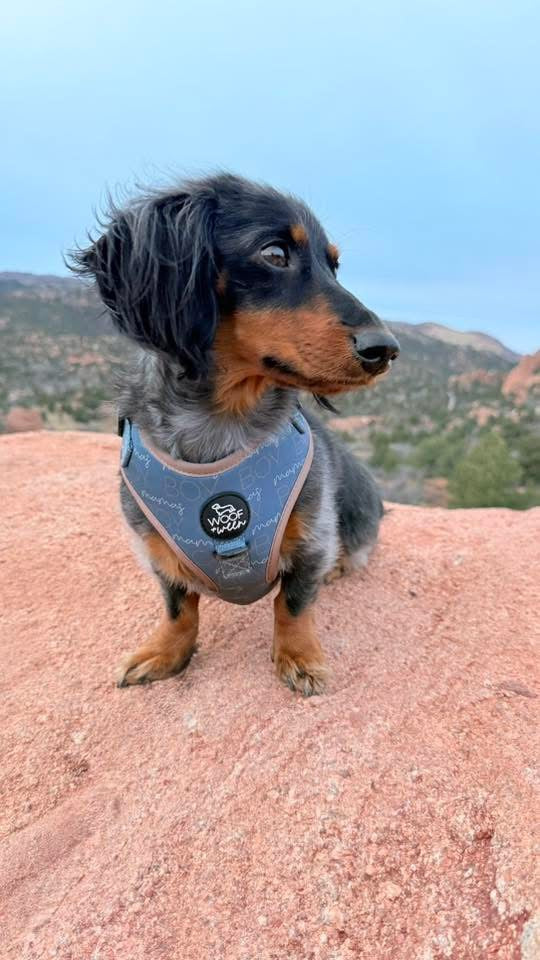 Adjustable Dog Harness - MAMAS BOY