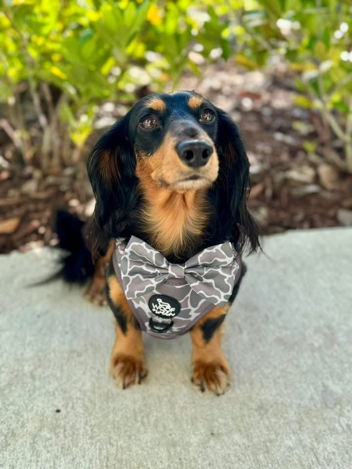 Adjustable Dog Harness - DUCK CAMO