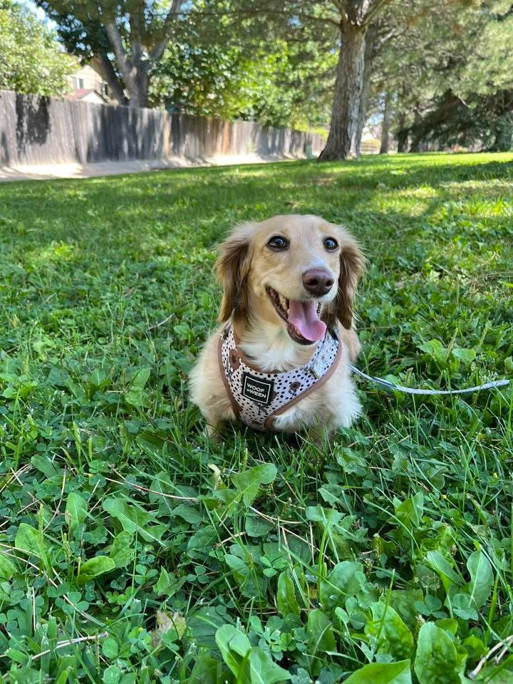 Adjustable Dog Harness - SUNFLOWER CHILD