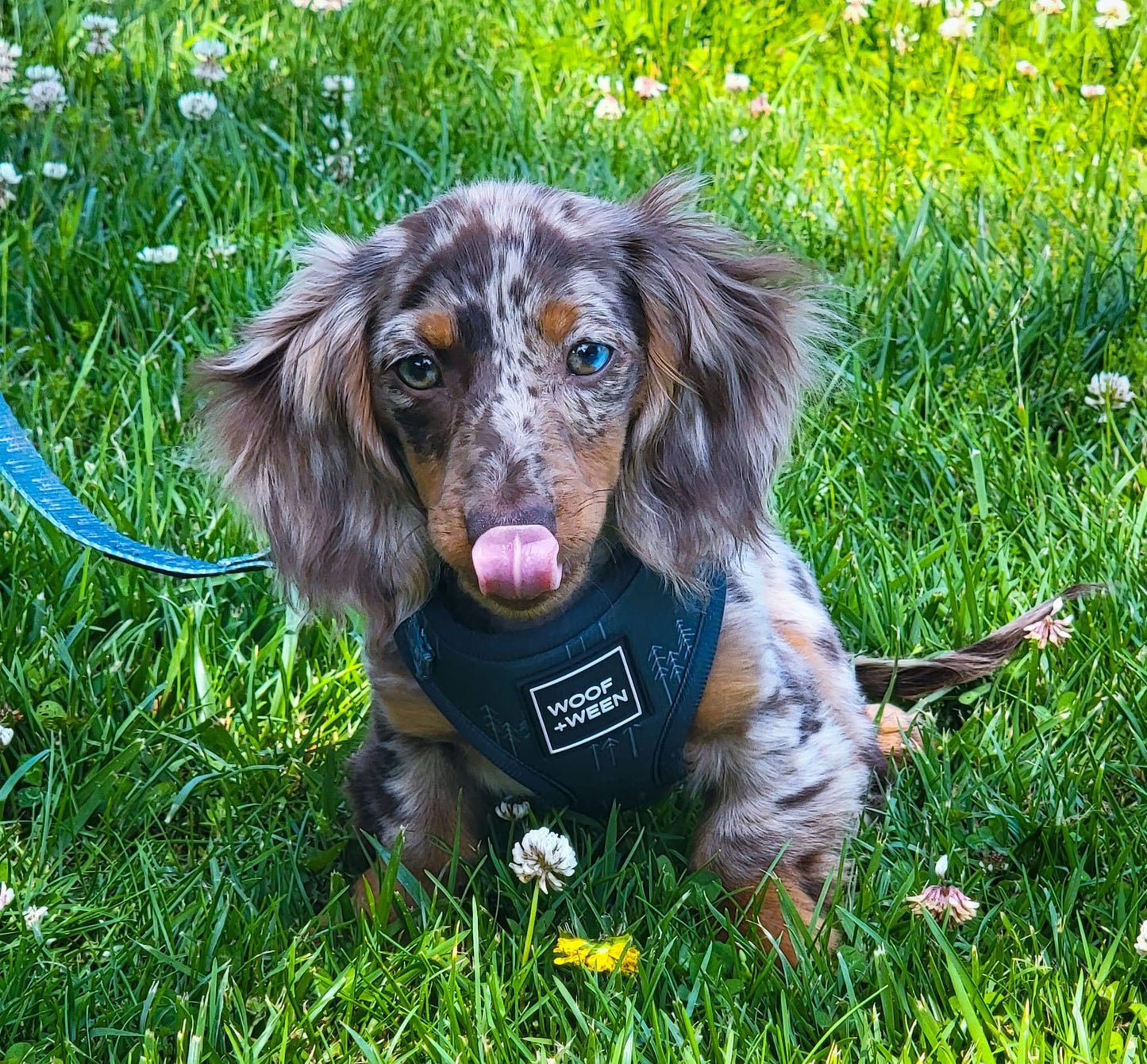 Adjustable Harness - FEELING PINE