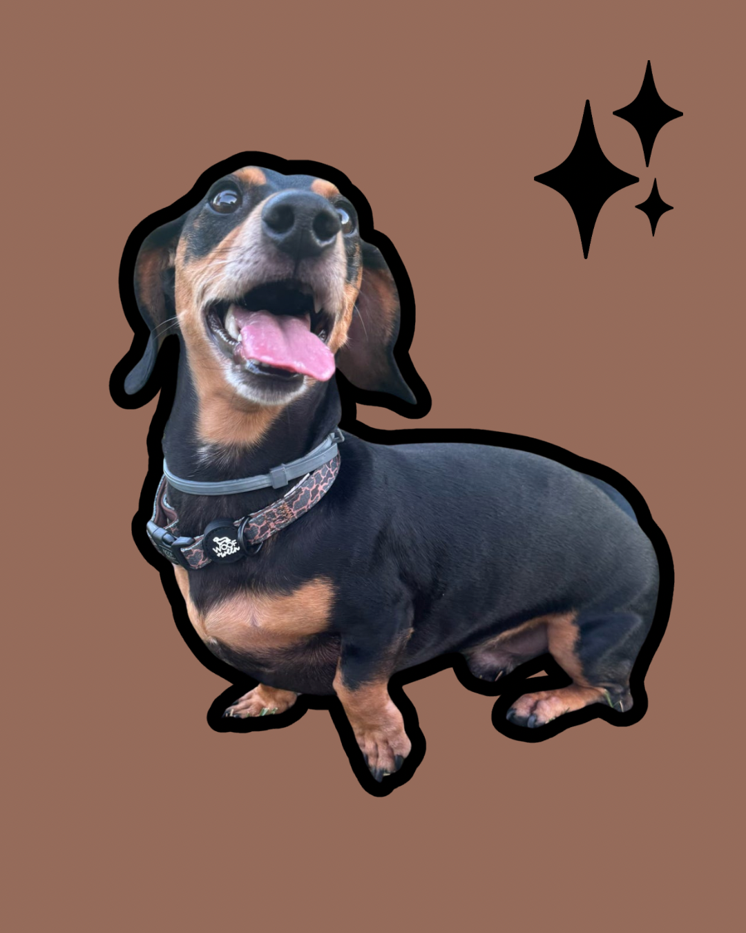 Collar - BLACK DUCK CAMO