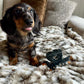 Mystery Dachshund Claw Clip - Collect ALL 6