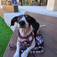 Adjustable Dachshund Harness - DOXIE PLAID