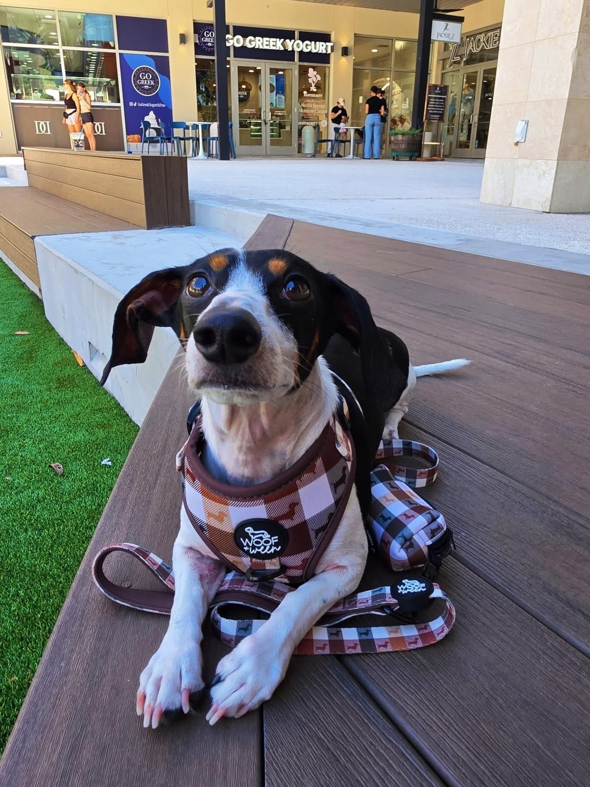 Adjustable Dachshund Harness - DOXIE PLAID