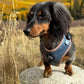 Adjustable Dog Harness - MAMAS BOY