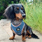 Adjustable Dog Harness - MAMAS BOY