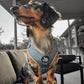 Adjustable Dog Harness - MAMAS BOY