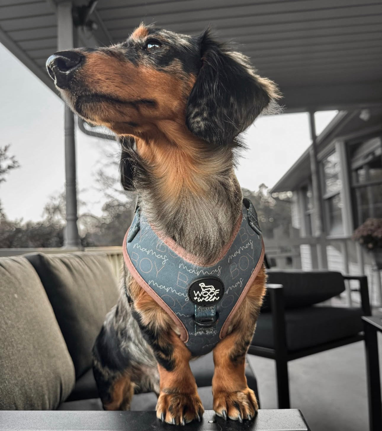 Adjustable Dog Harness - MAMAS BOY