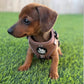 Adjustable Dachshund Harness - Camel Doxies