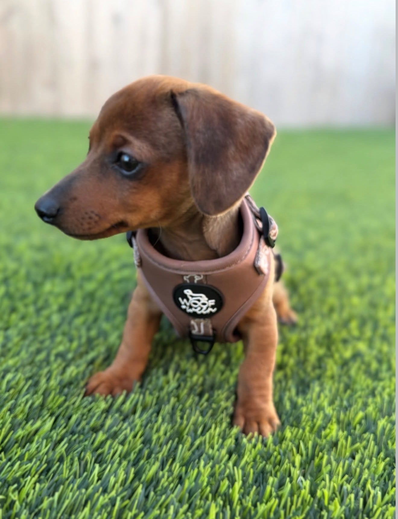Adjustable Dachshund Harness - Camel Doxies