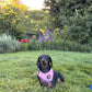 Adjustable Dog Harness - SORBET SUNSET