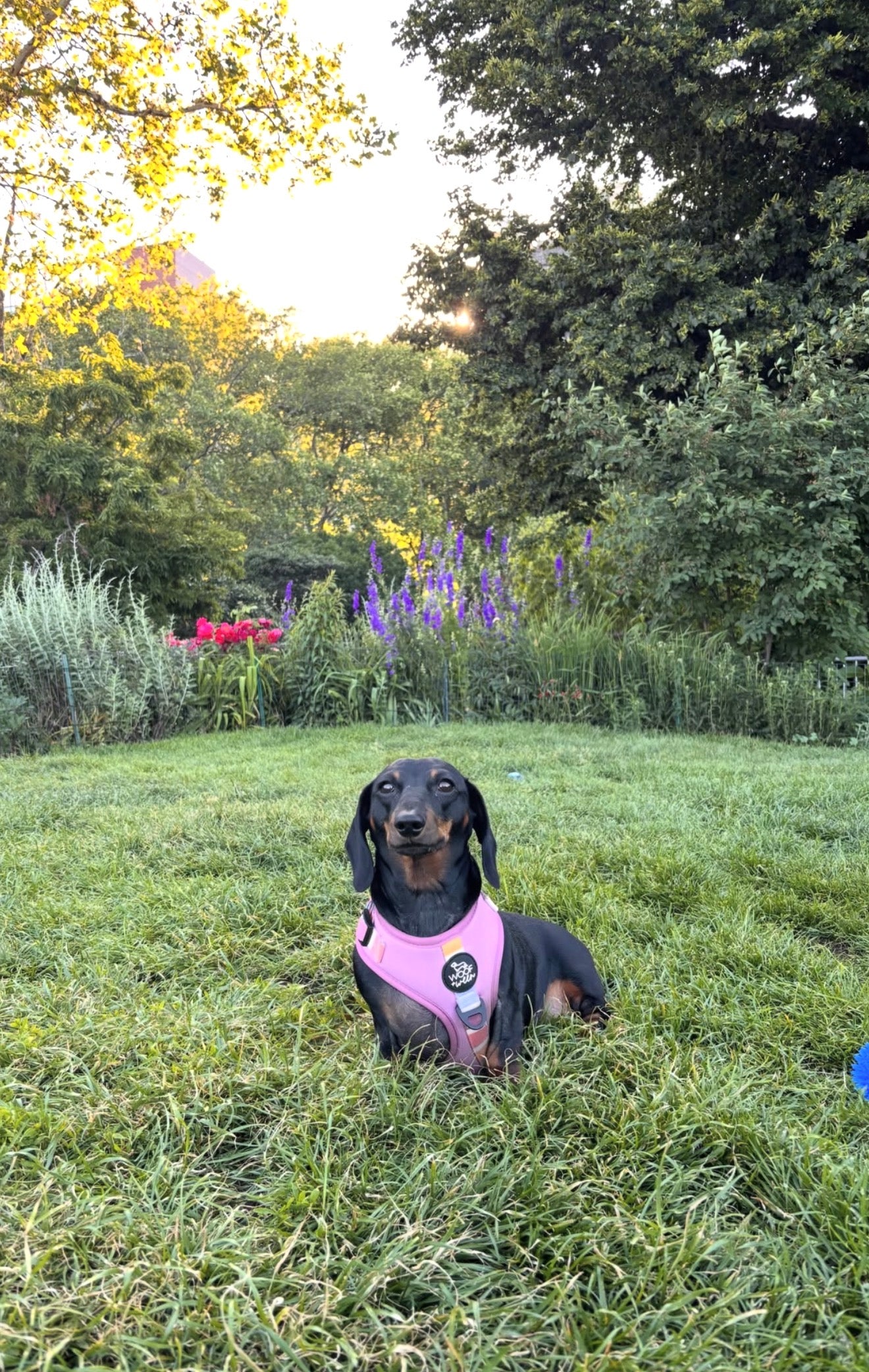 Adjustable Dog Harness - SORBET SUNSET