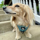 Adjustable Dachshund Harness - Teal Doxies